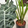 Alocasia