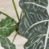 Alocasia