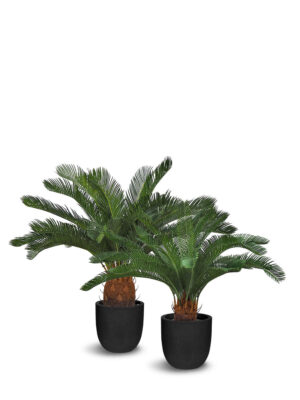 Cycas