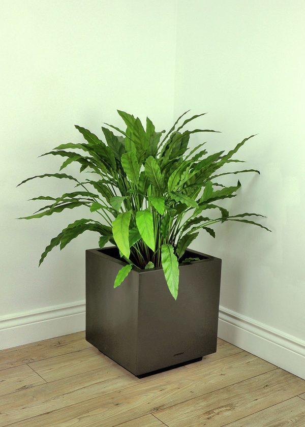 Calathea