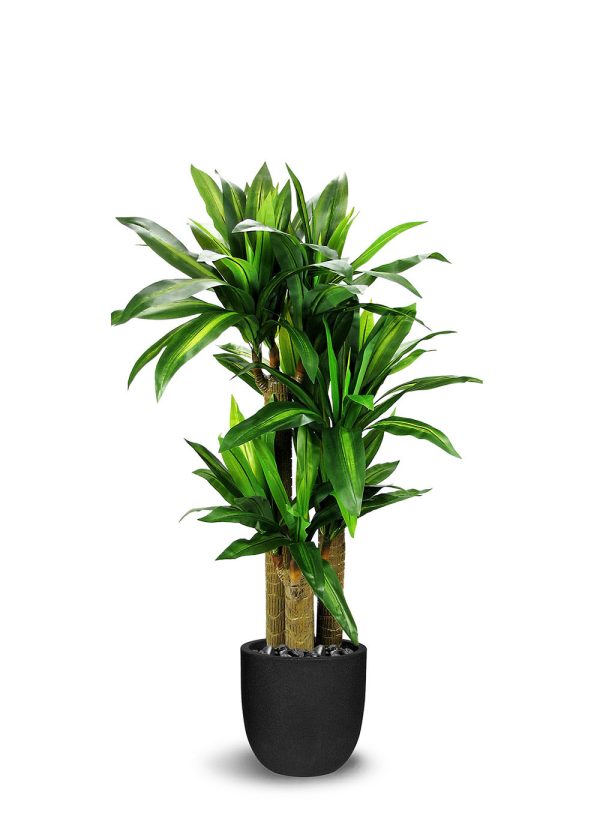 Dracaena