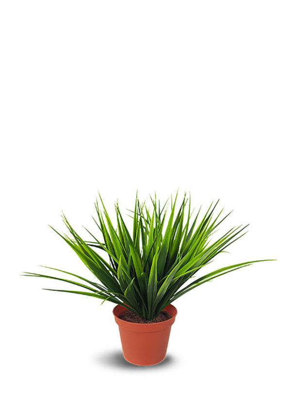 Potted grass