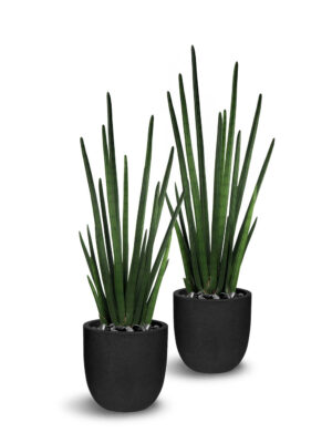 Sansevieria Cylindrica