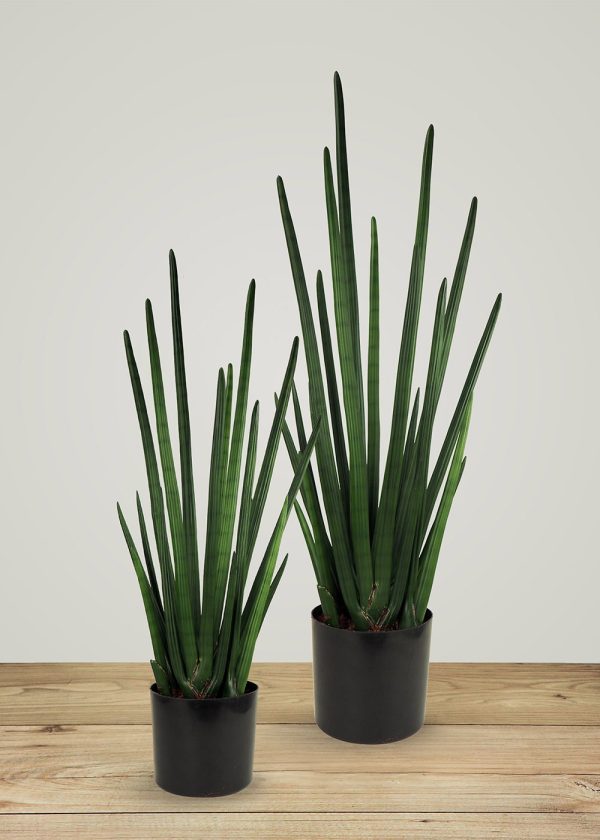 Sansevieria Cylindrica