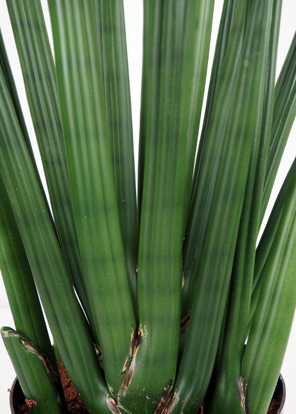 Sansevieria Cylindrica