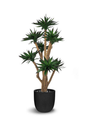 Agave