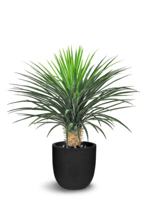 Dracaena