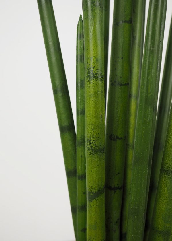 Sansevieria Cylindrica