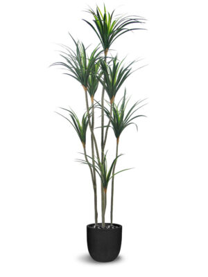 Dracaena