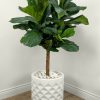 Fiddle Leaf Tree