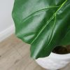 Fiddle Leaf Tree