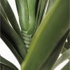 Yucca