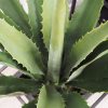 Agave