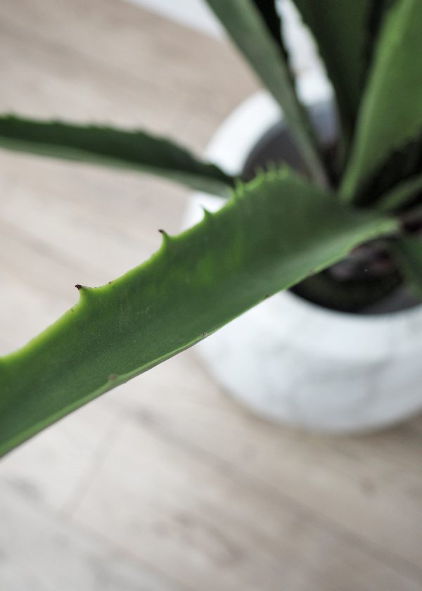 Giant Agave