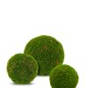 Moss Ball