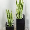 Sansevieria