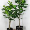 Fiddle Leaf Fig Tree