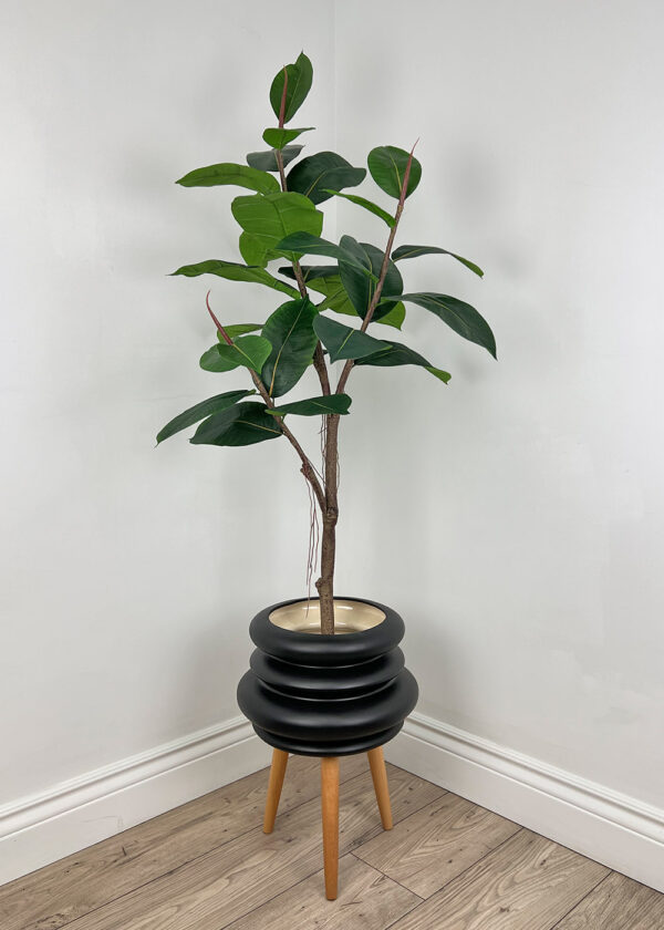 Ficus Elastica