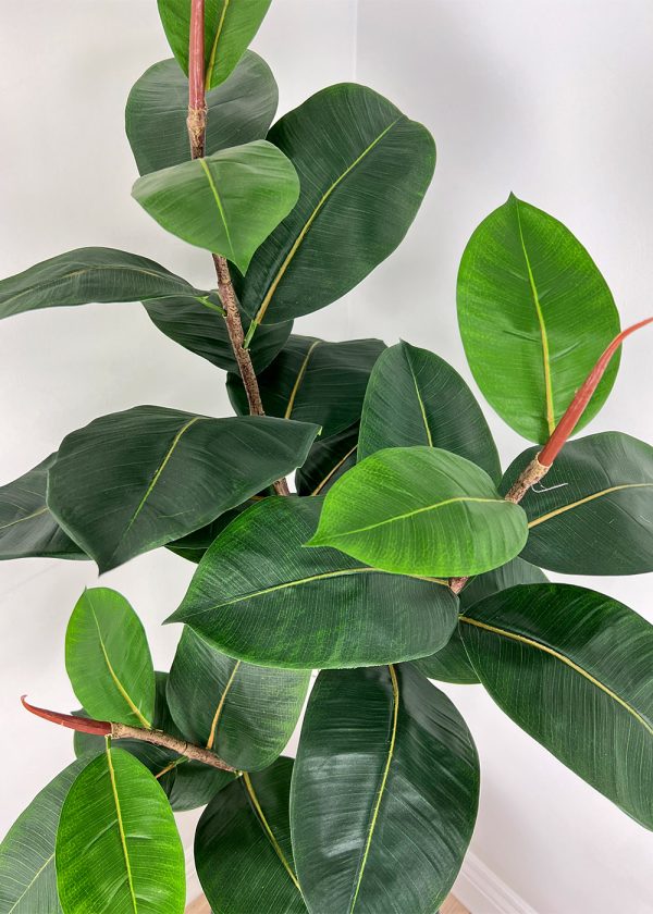 Ficus Elastica
