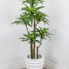 Dracaena