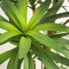 Dracaena