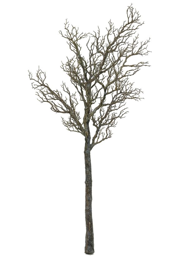 Manzanita