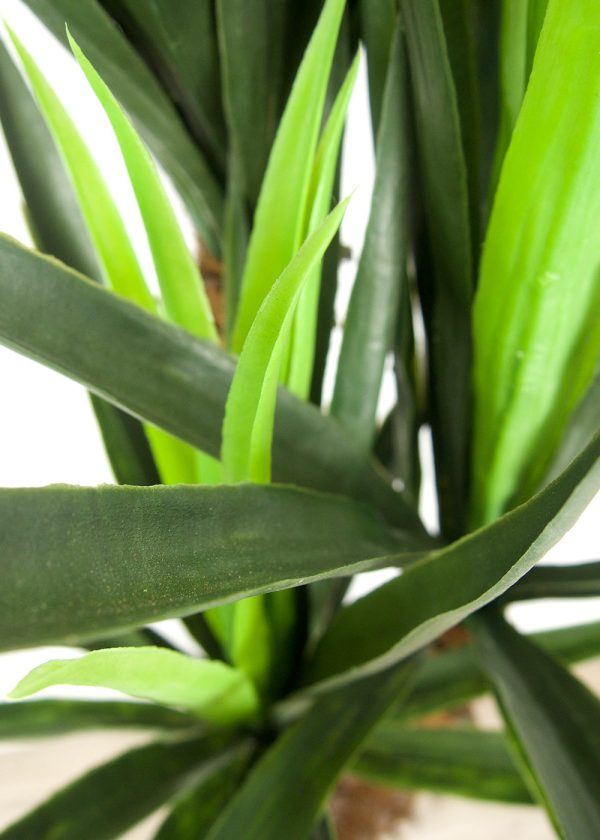 Yucca