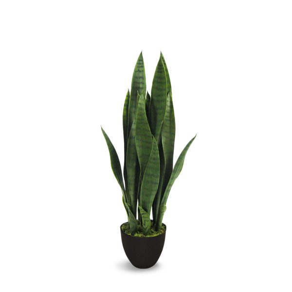 Sansevieria – Image 2