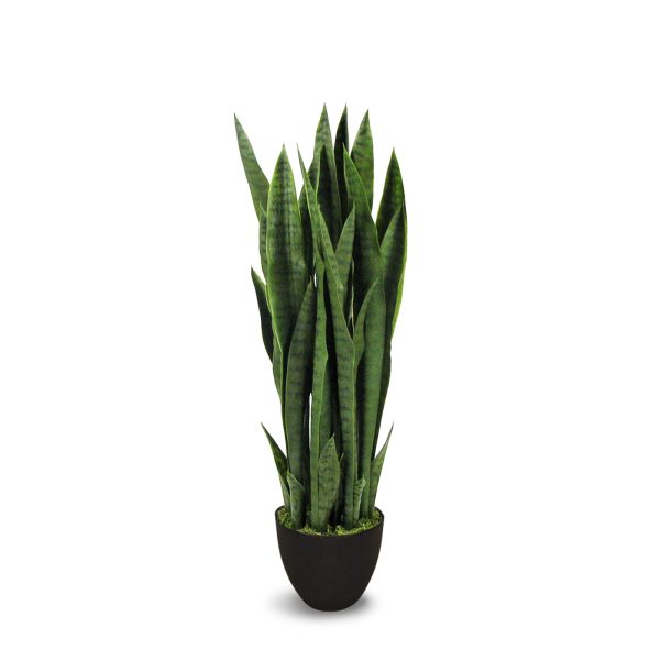 Sansevieria – Image 4