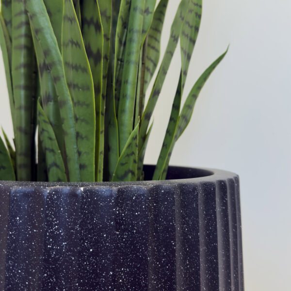 Sansevieria – Image 11