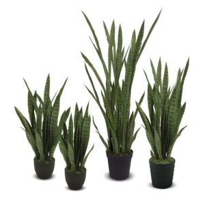 Sansevieria