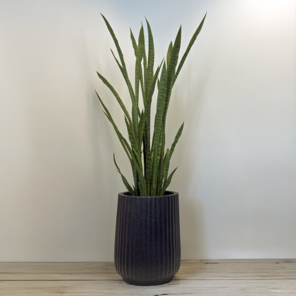 Sansevieria - Image 2