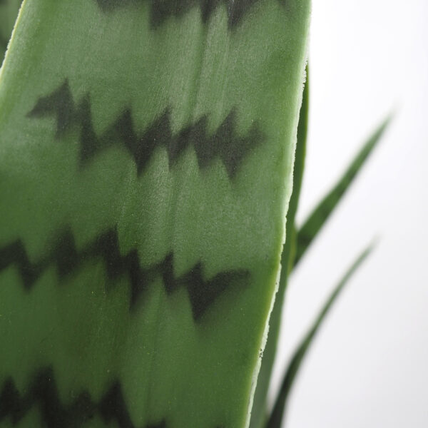 Sansevieria - Image 4