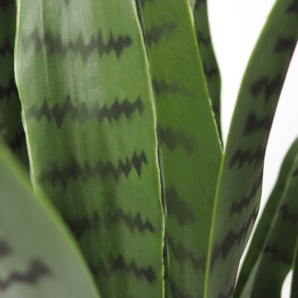 Sansevieria - Image 5