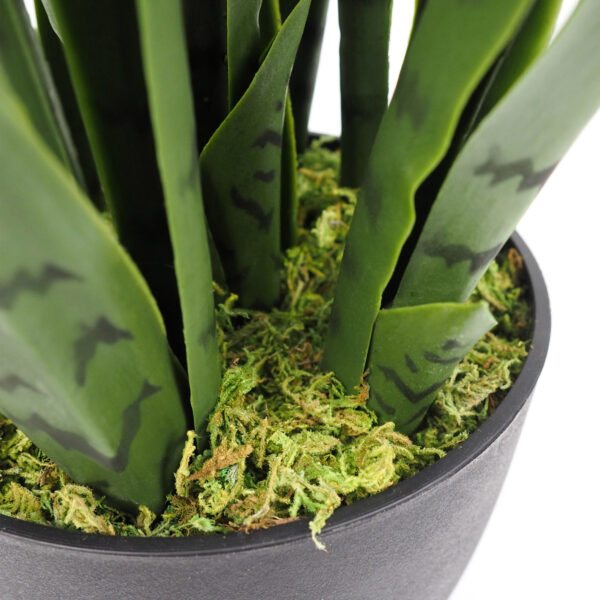 Sansevieria - Image 6